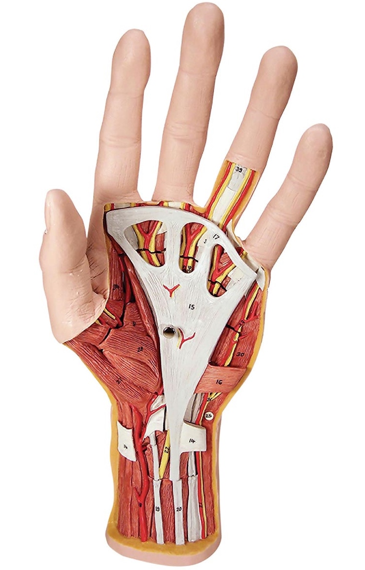 INTERNAL HAND STRUCTURE MODEL, 3-PART